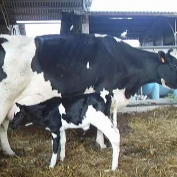 Società Agricola Giovannoni Massimo e Angelo S.S. 1